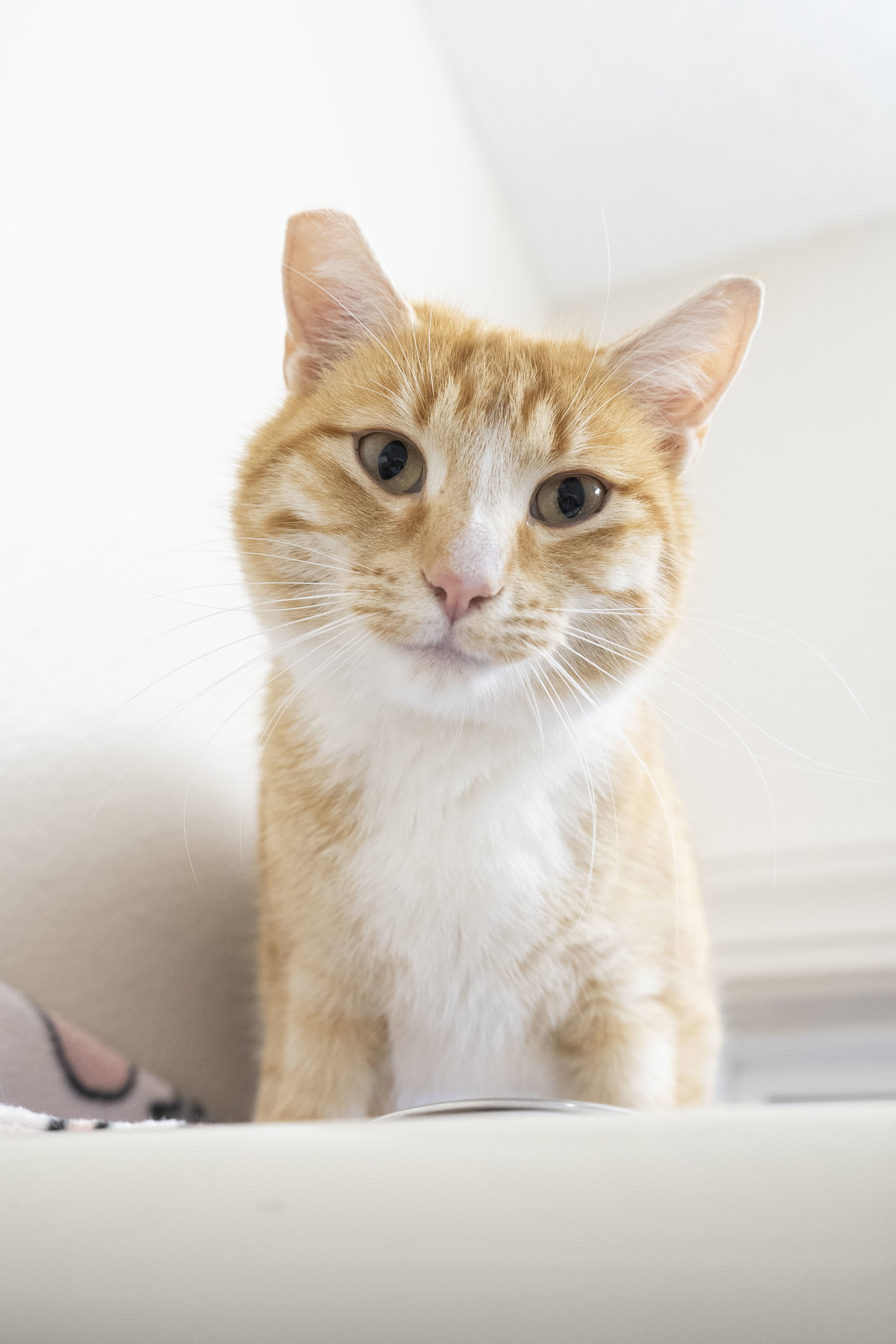 Tater Image