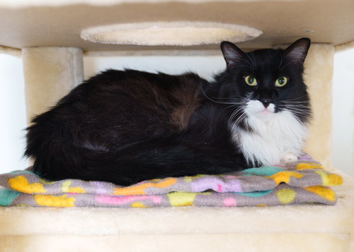 picture of the cat needing adoption