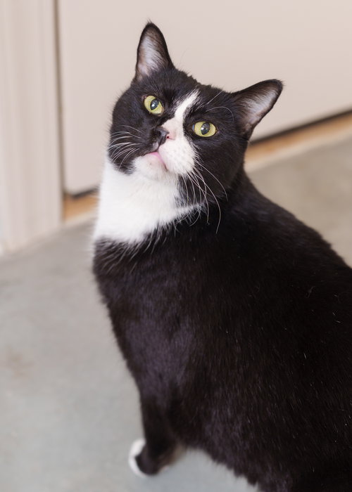 picture of the cat needing adoption