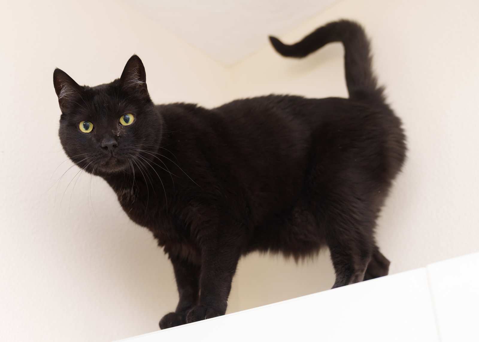 Panther