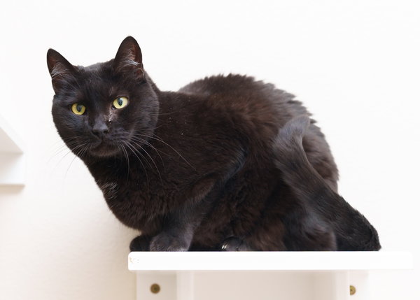 Panther