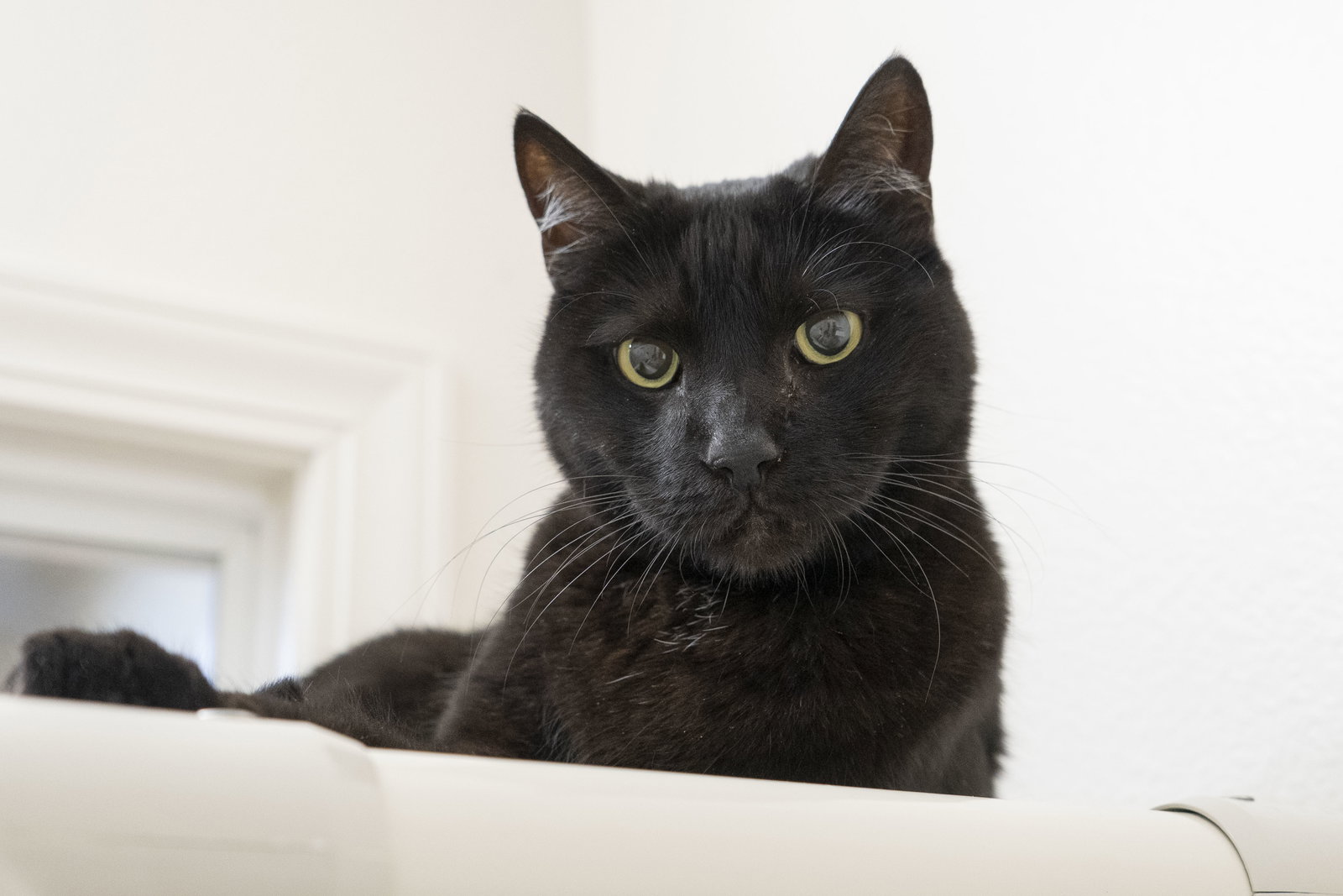 Panther Image