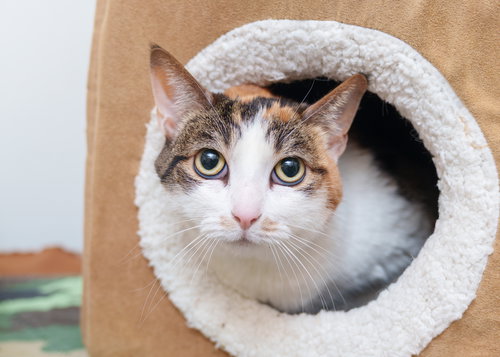 picture of the cat needing adoption