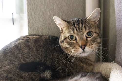Slinky, Adult Domestic Short Hair, cat for adoption in Nampa, Idaho