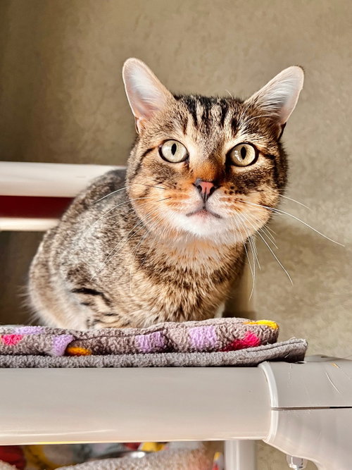 Slinky, a cat for adoption from Simply Cats Adoption Center