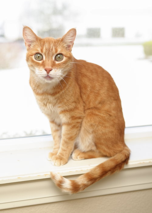 Moe, an adoptable Domestic Short Hair in Boise, ID