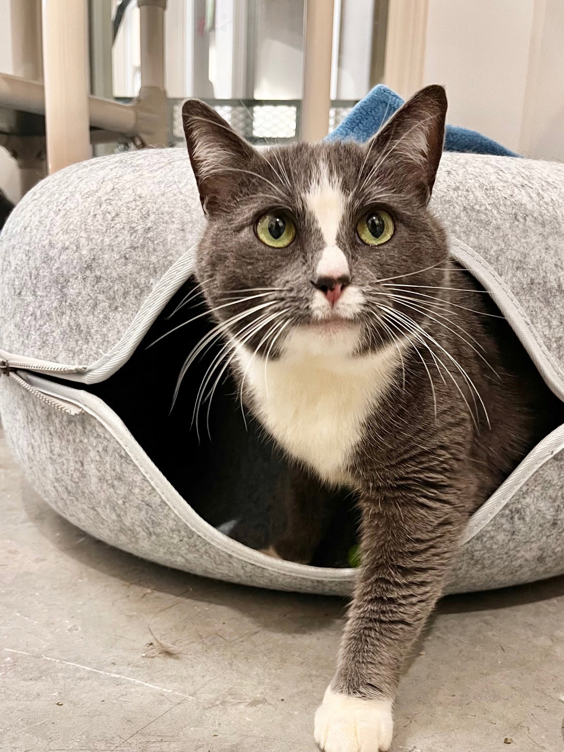 Ms. Paw Paw Image