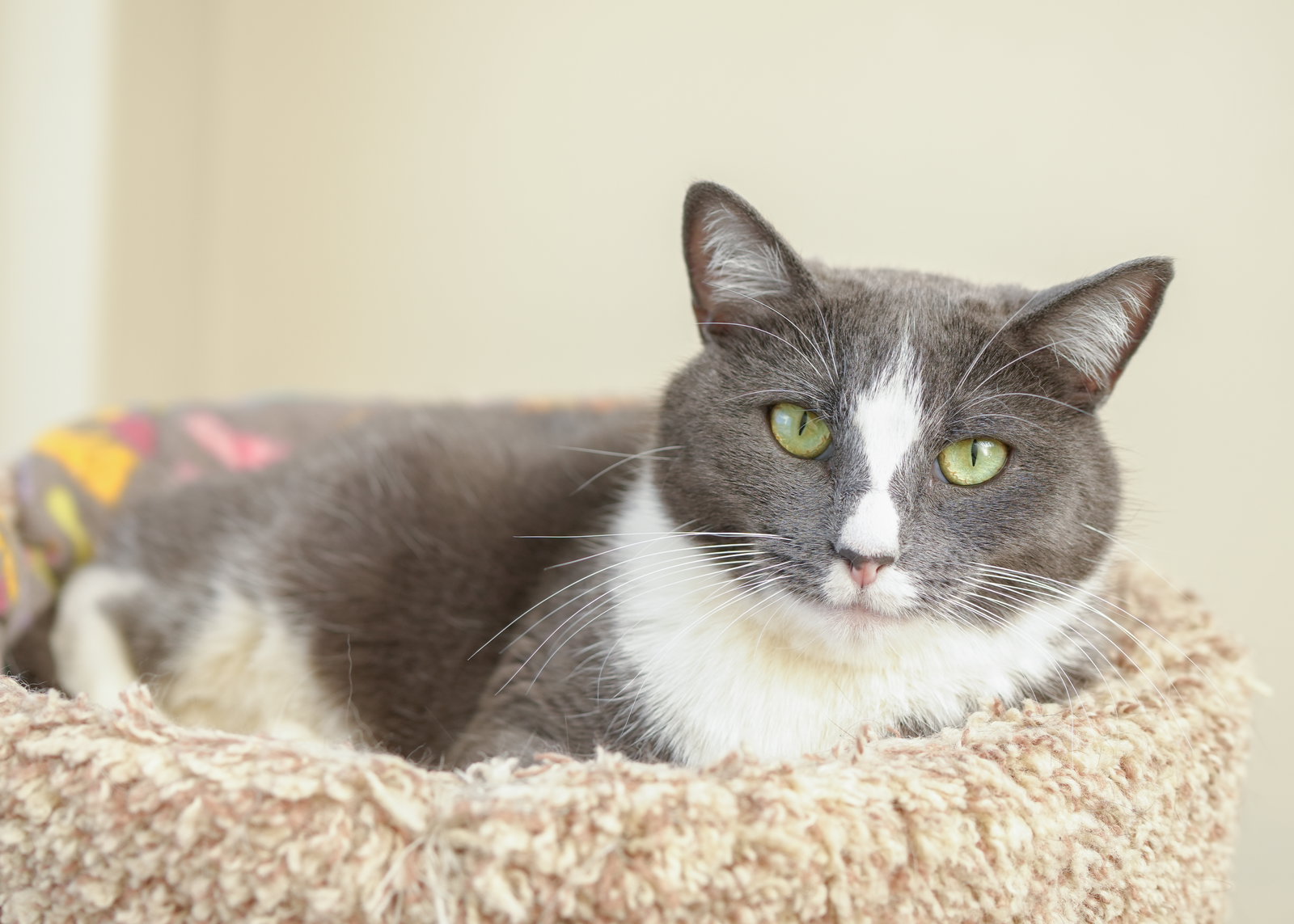 Ms. Paw Paw Image