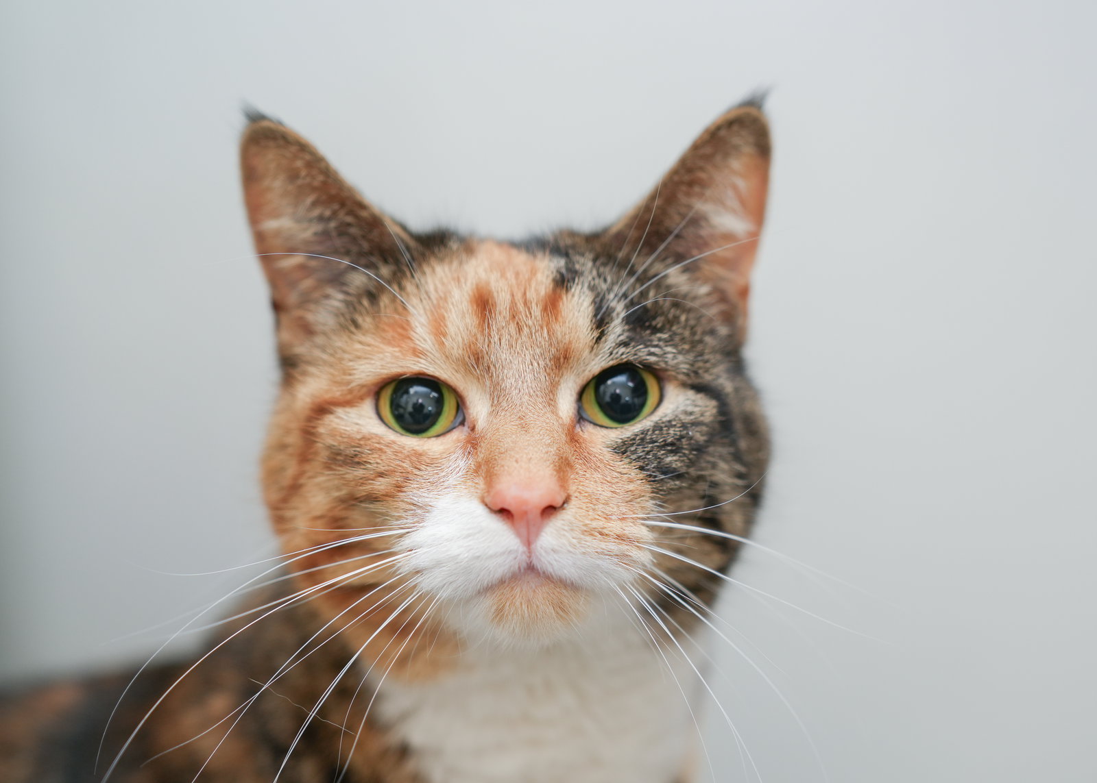Freya Image