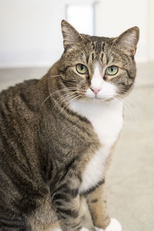 Squeaker, an adoptable Domestic Short Hair in Boise, ID