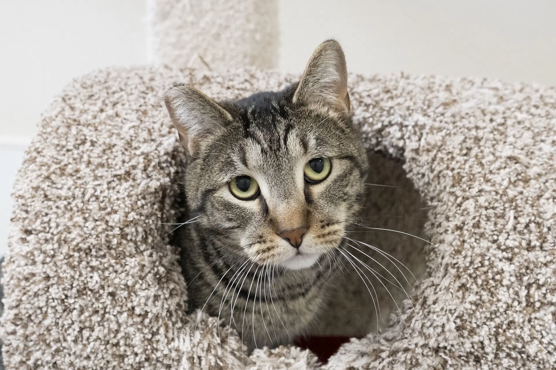 Rocky - Domestic Short Hair