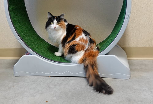 Andi, an adoptable Domestic Long Hair in Boise, ID