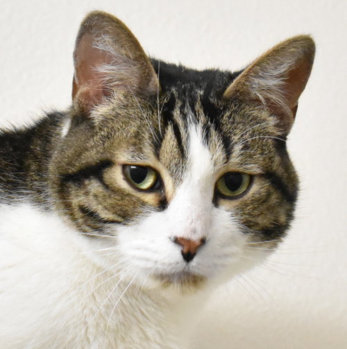 Mason, an adoptable Domestic Short Hair in Boise, ID