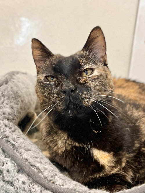 Emma, an adoptable Domestic Short Hair in Boise, ID