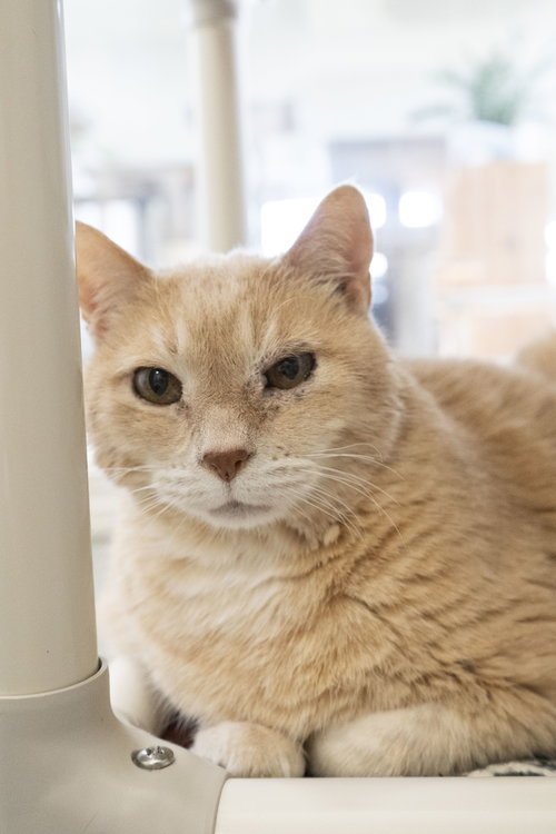 Bubba, an adoptable Domestic Short Hair in Boise, ID