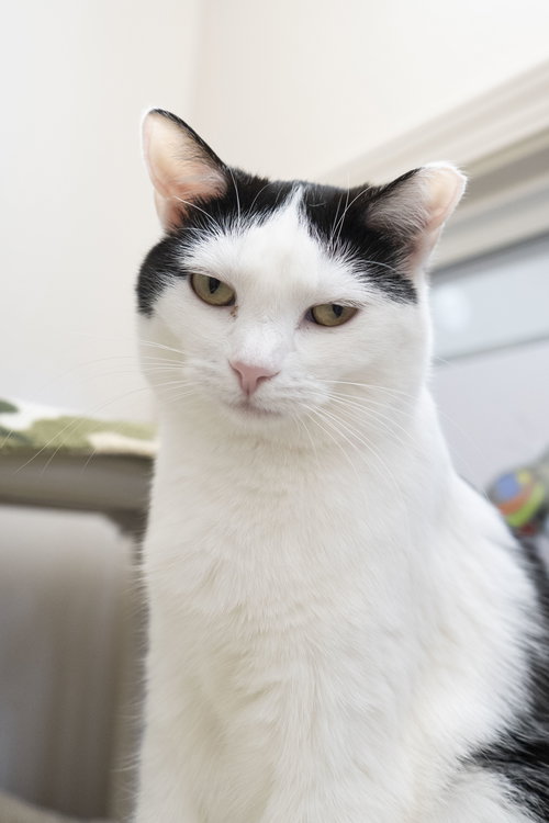 Dora, an adoptable Domestic Short Hair in Boise, ID