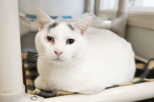 Lucin, an adoptable Domestic Short Hair in Boise, ID