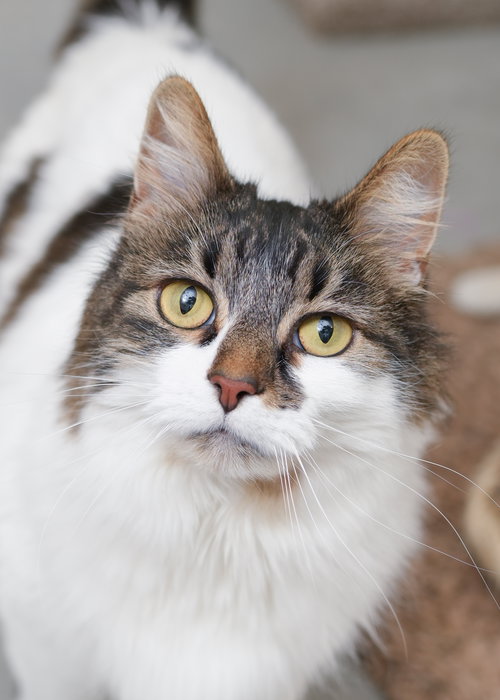 Lucinda, an adoptable Domestic Long Hair in Boise, ID