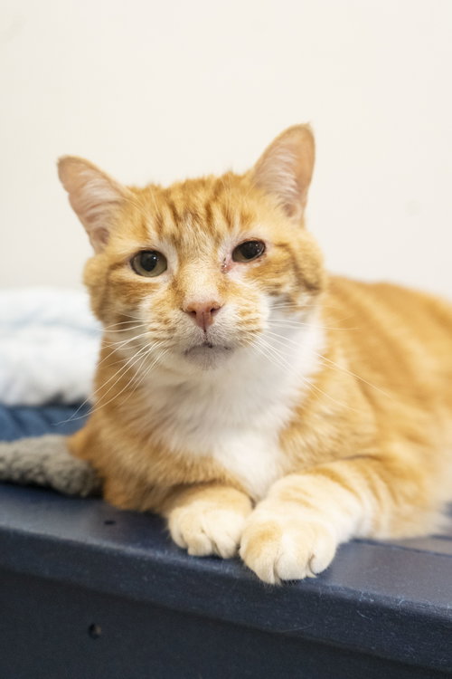 Reeves, an adoptable Domestic Short Hair in Boise, ID