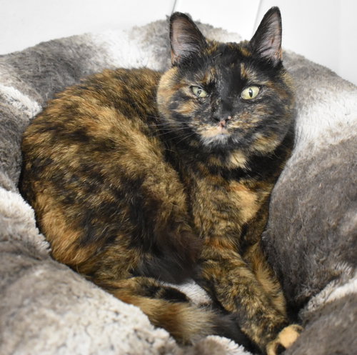 June, an adoptable Domestic Short Hair in Boise, ID