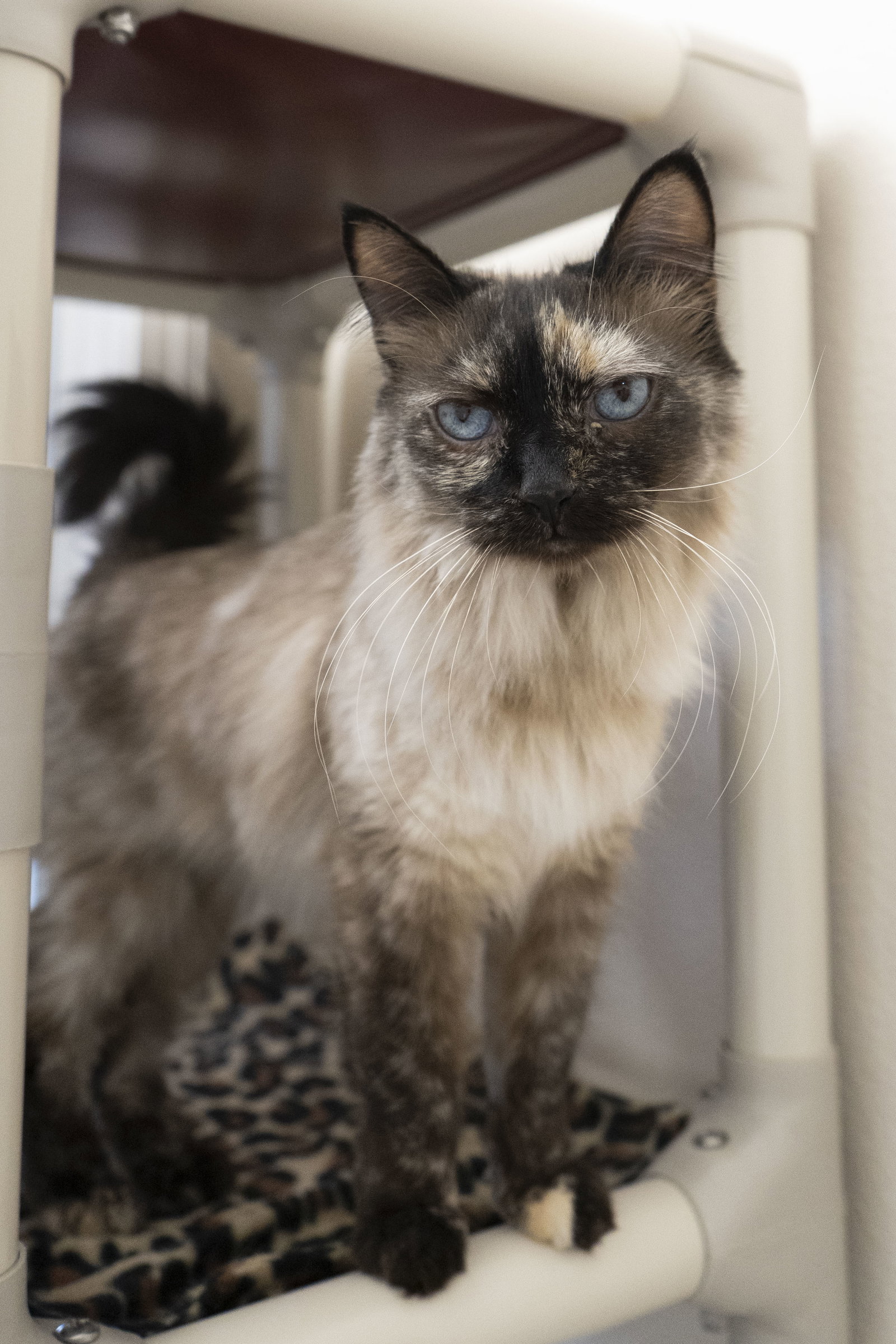 Lucy Image