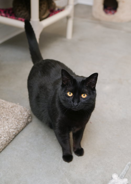 Beanie, an adoptable Domestic Short Hair in Boise, ID