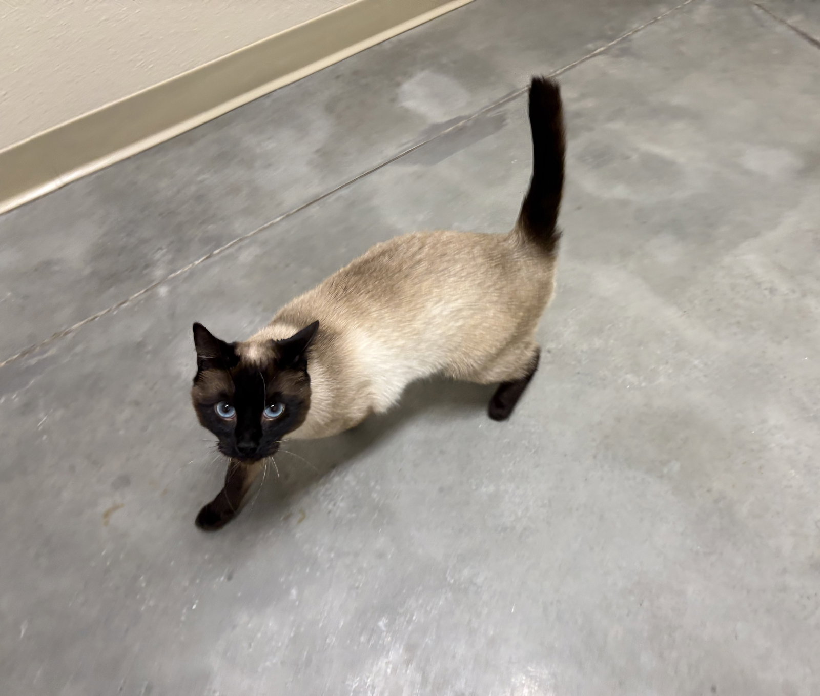 Nala Image