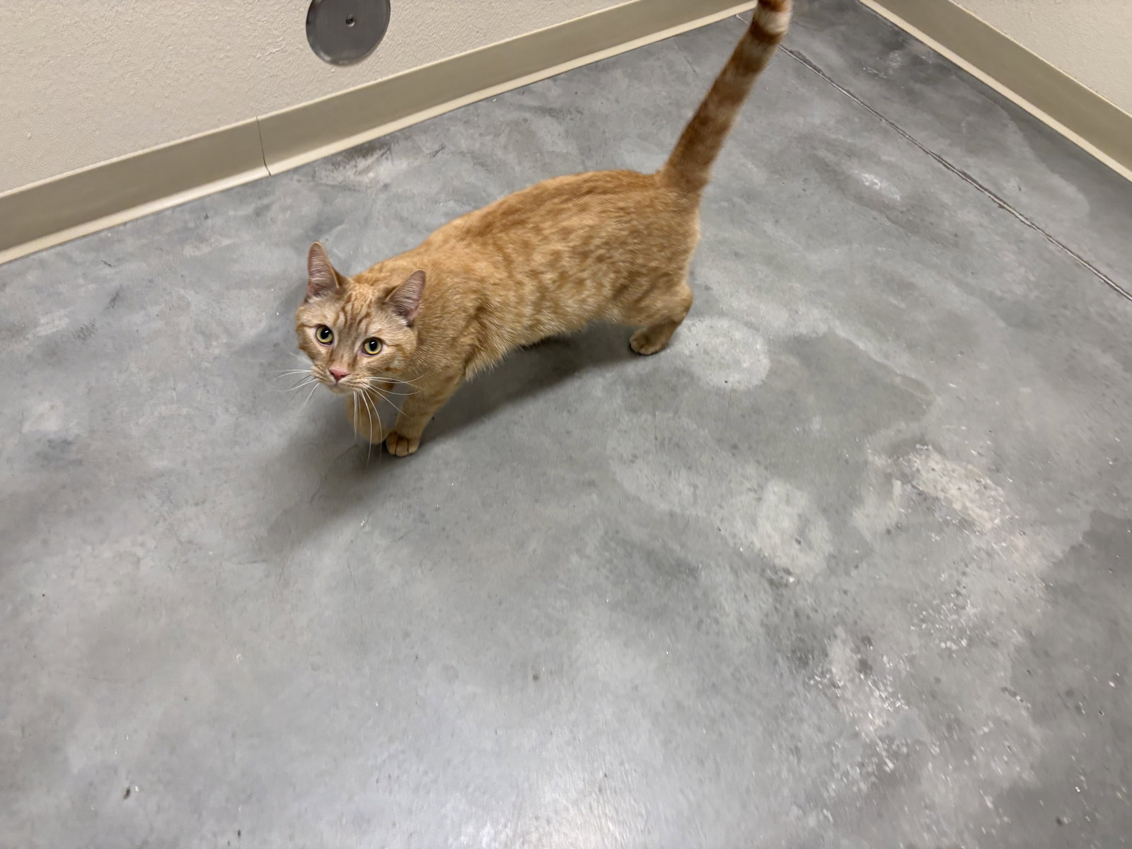 Simba Image