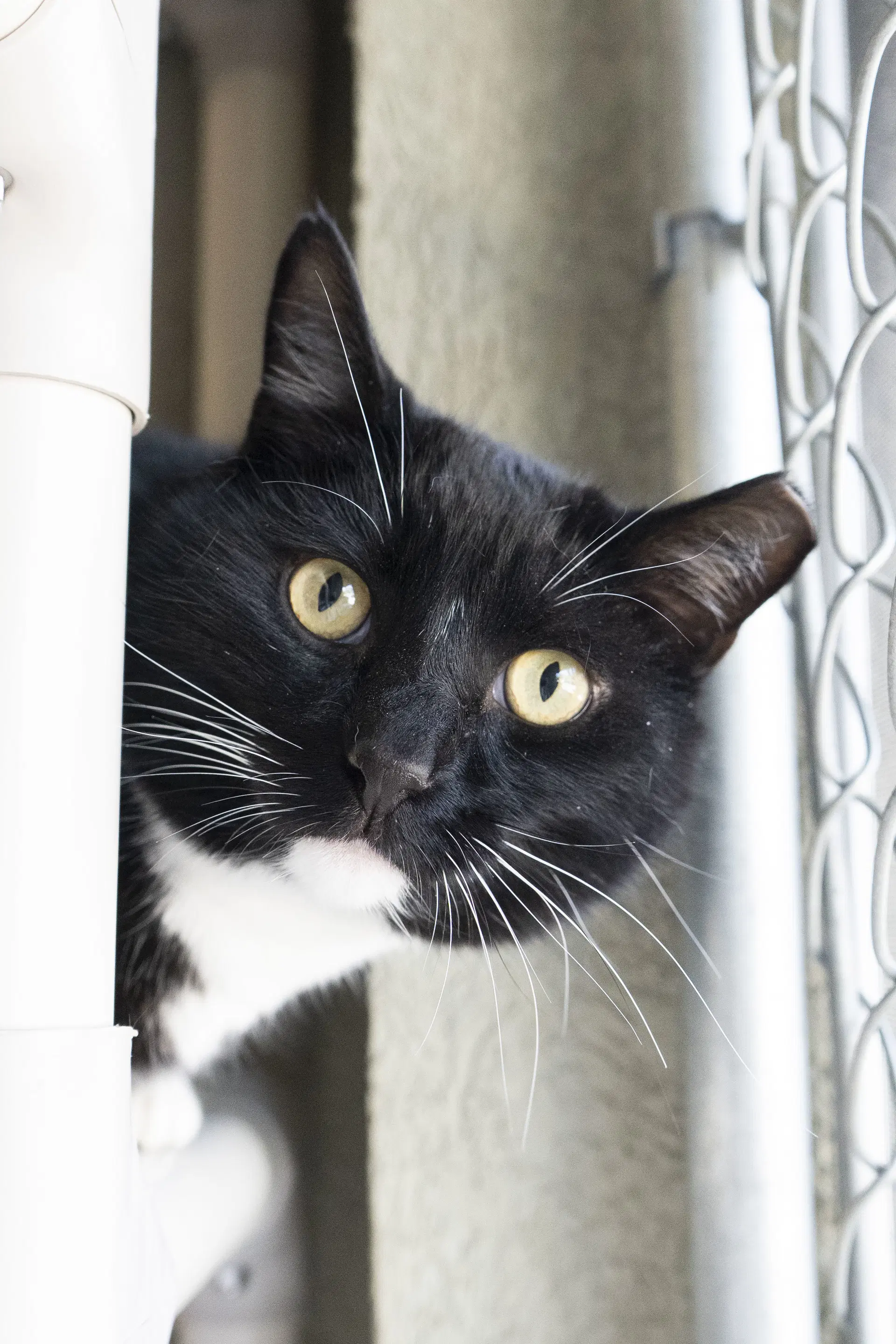 Joseph - Domestic Short Hair