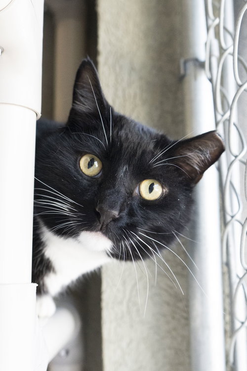 Joseph, Adult Domestic Short Hair, cat for adoption in Nampa, Idaho
