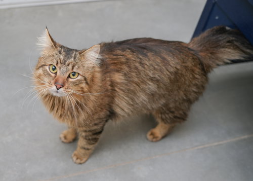 Scooter, an adoptable Domestic Long Hair in Boise, ID