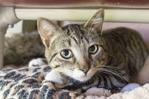 QT, an adoptable Domestic Short Hair in Boise, ID