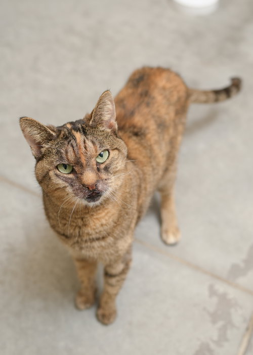Miss Sniff, an adoptable Domestic Short Hair in Boise, ID