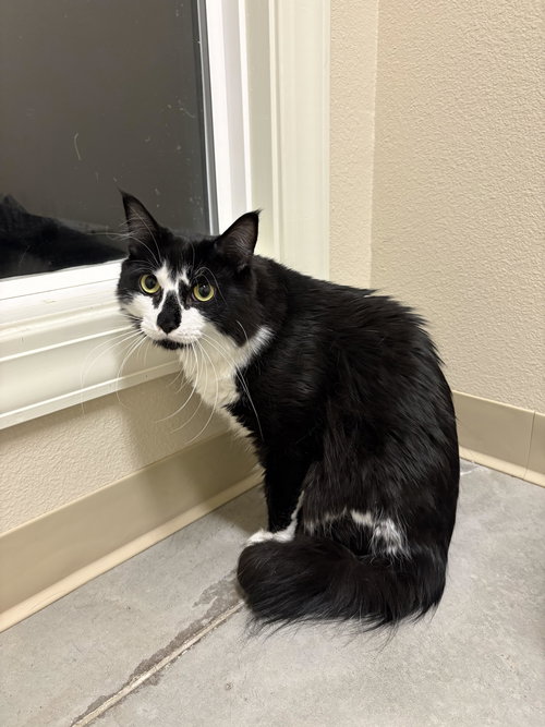 Apollo, an adoptable Domestic Medium Hair in Boise, ID