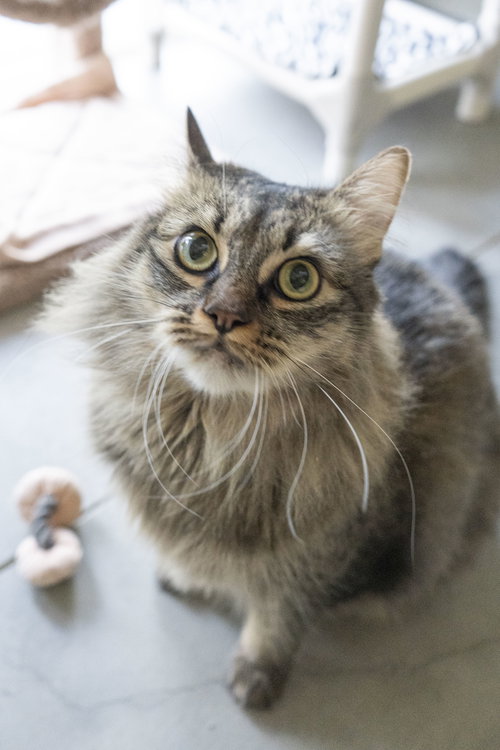 Keoni, an adoptable Domestic Medium Hair in Boise, ID