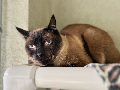 Adam, Adult Domestic Short Hair, cat for adoption in Nampa, Idaho
