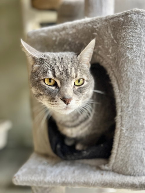 Remington, an adoptable Domestic Short Hair in Boise, ID