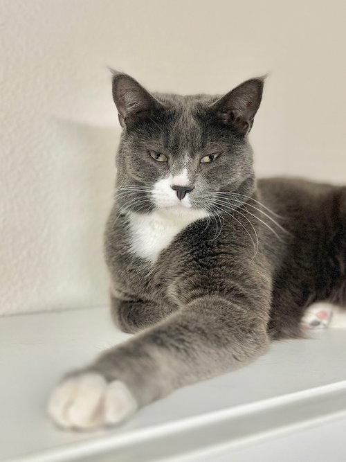 Mimzy, an adoptable Domestic Short Hair in Boise, ID