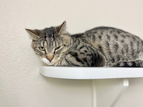 Rrarri, an adoptable Domestic Short Hair in Boise, ID
