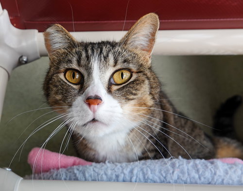 Thomas, an adoptable Domestic Short Hair in Boise, ID