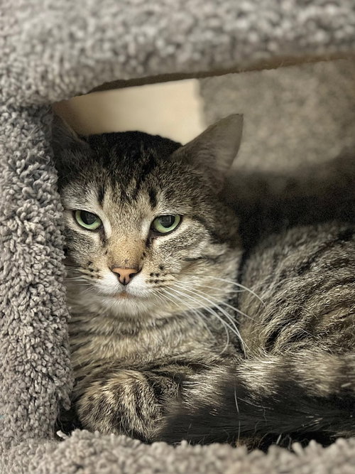 Boone, an adoptable Domestic Short Hair in Boise, ID