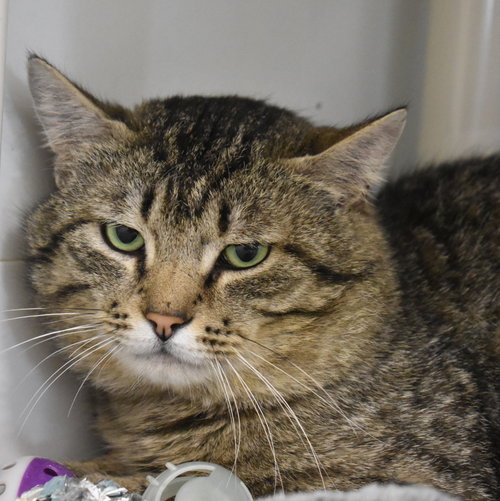 Boone, an adoptable Domestic Short Hair in Boise, ID