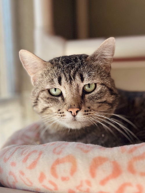 Boone, Adult Domestic Short Hair, cat for adoption in Nampa, Idaho