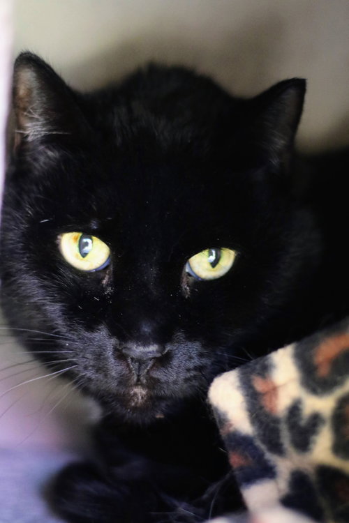 Zorro, an adoptable Domestic Short Hair in Boise, ID