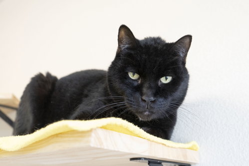 Zorro, an adoptable Domestic Short Hair in Boise, ID