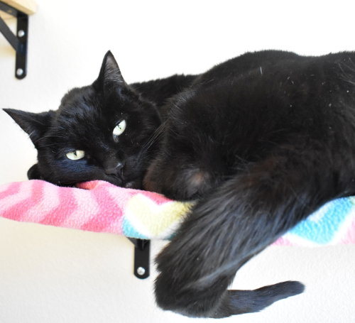 Photo 2 of Zorro
