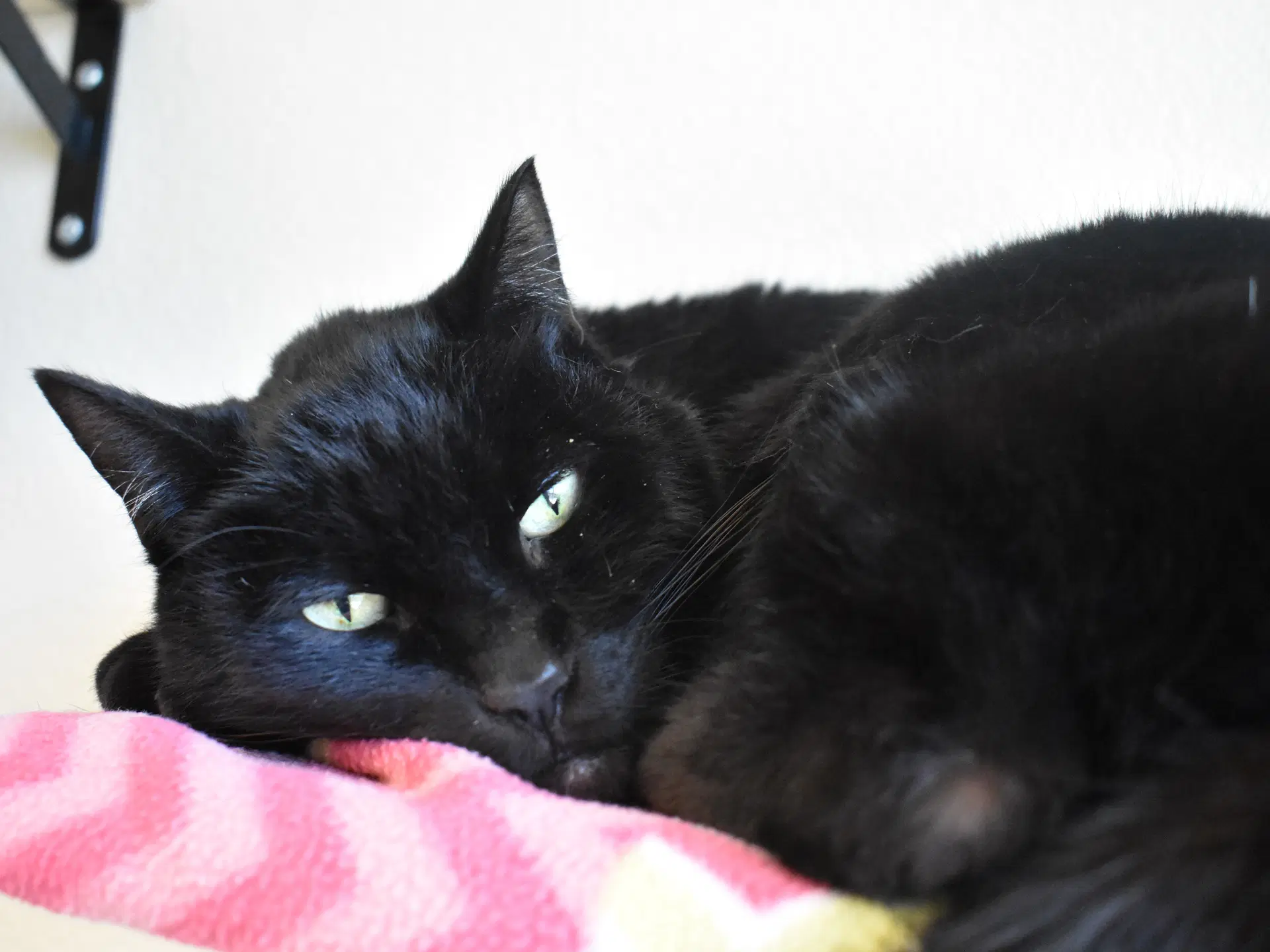Zorro image 3