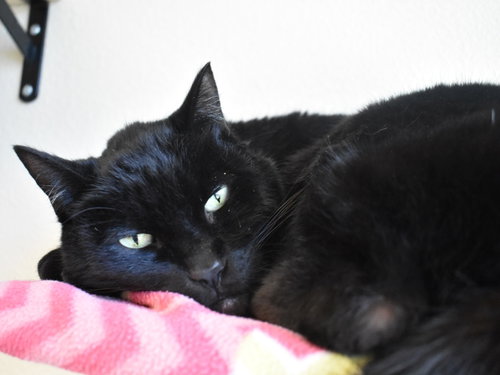 Photo 3 of Zorro