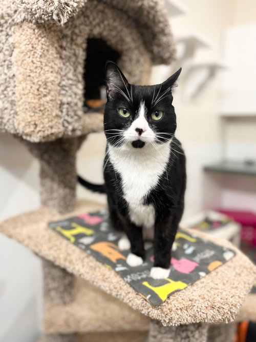Bessie, an adoptable Domestic Short Hair in Boise, ID