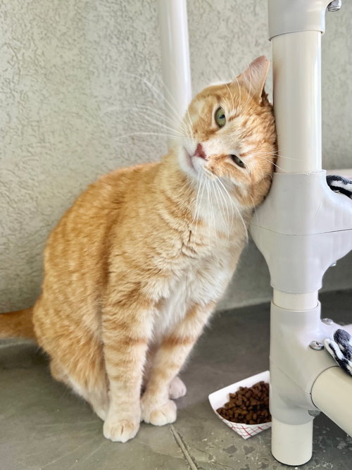 Tina, an adoptable Domestic Short Hair in Boise, ID